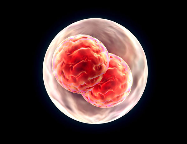 胚胎1.jpg