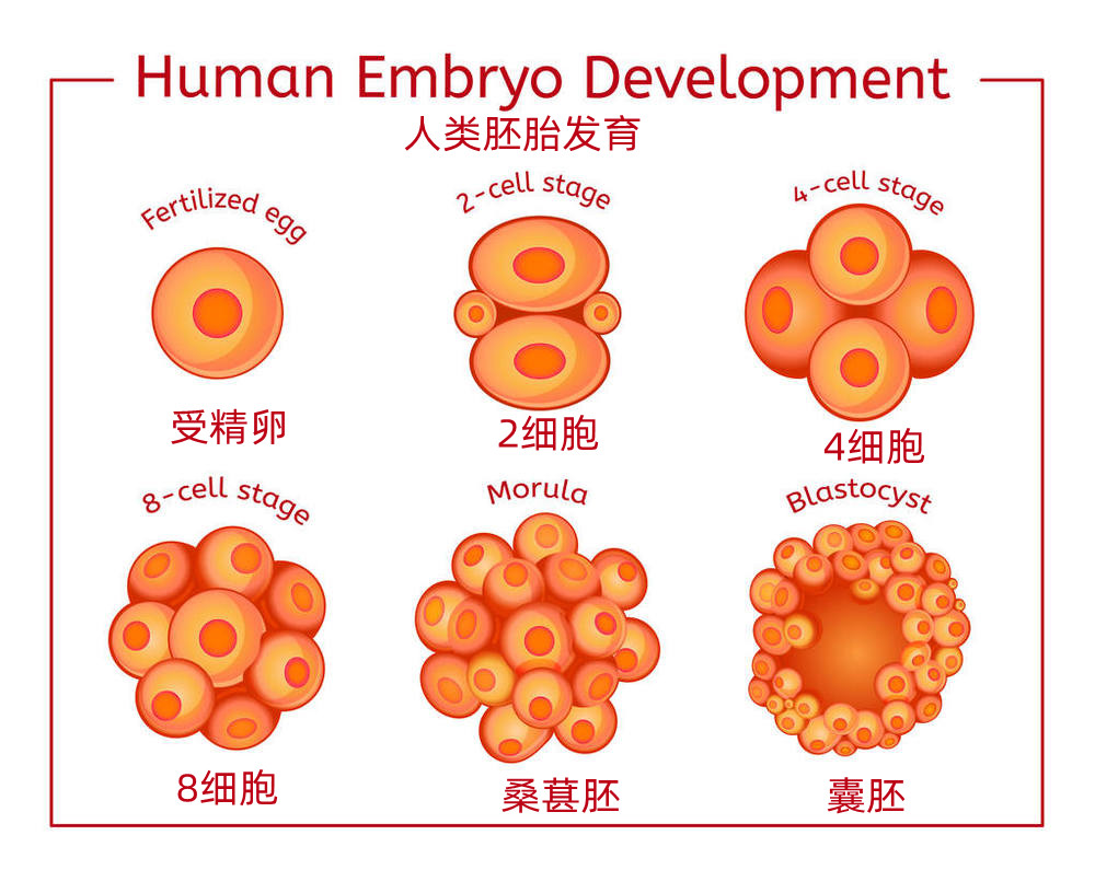 胚胎发育图象.jpg
