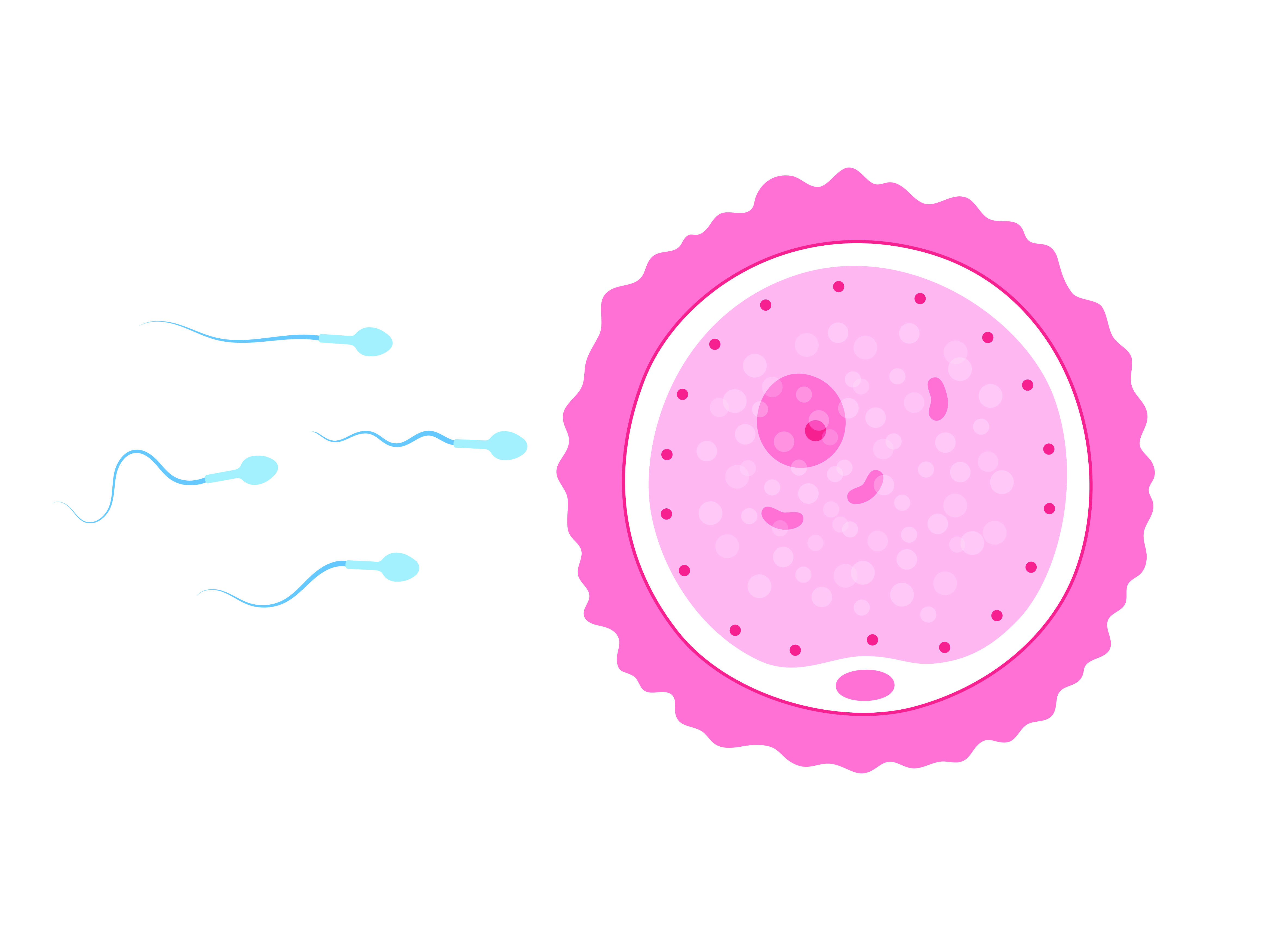 精卵结合 (1).png